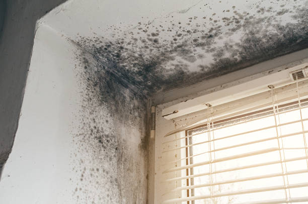 Affordable Mold Remediation solutions in Belmont, VA